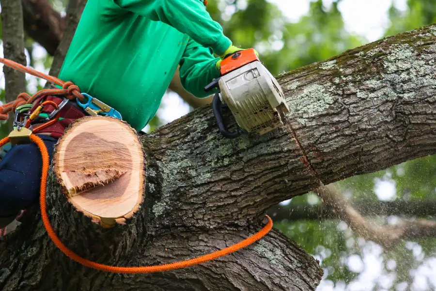 Reputable Tree Trimming in Tulsa, OK