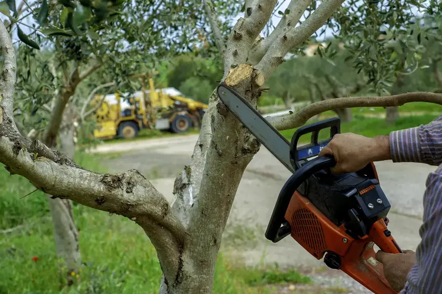 The Role Of Tree Trimming In Managing Tree Diseases in Timberlane Hills, Tulsa, OK 74136