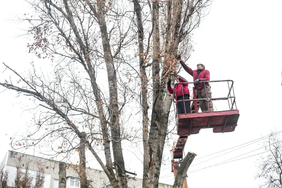 The Role Of Tree Trimming In Managing Tree Diseases in Timberlane Hills, Tulsa, OK 74136