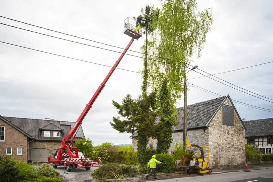 When To Schedule Tree Trimming For Optimal Results in Tulsa, OK