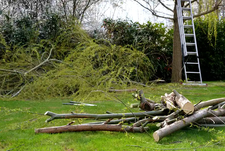 Why Proper Land Clearing Enhances Property Drainage in Maple Ridge, Tulsa, OK 74114